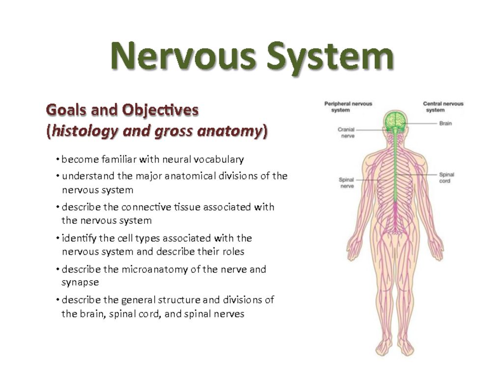 thumbnail of 7 Nervous System